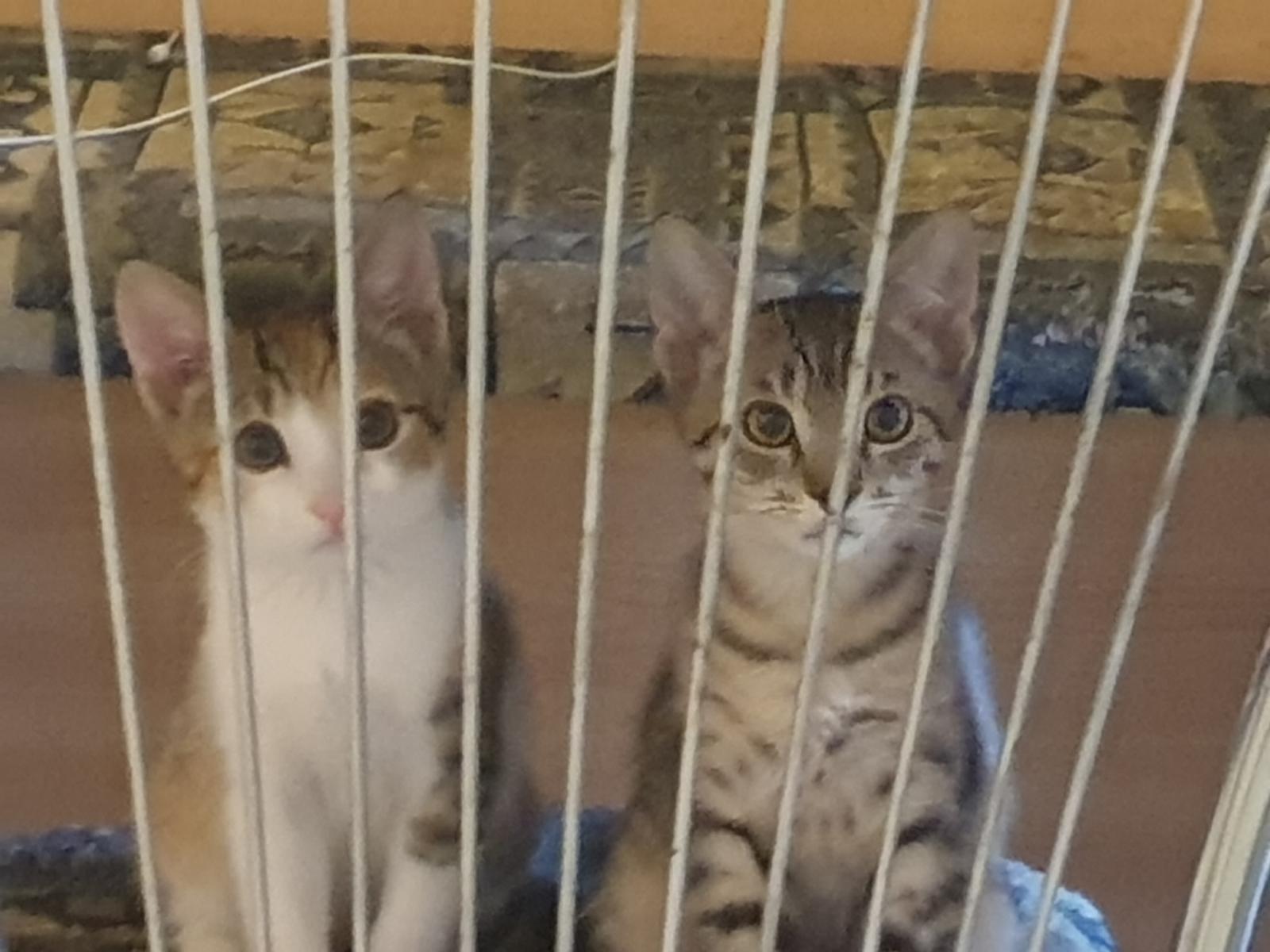Figura 1 din enunțul original al problemei Prisonbreak.